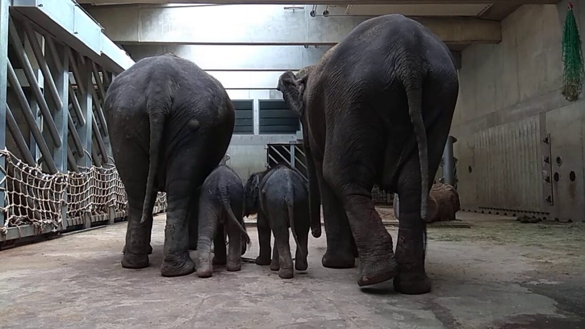 Samsung a ZOO Praha přináší unikátní videa „Krátce ze zoo“ ze zákulisí vybraných pavilonů v 8K rozlišení