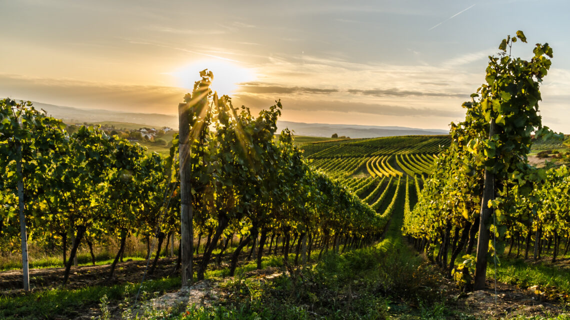 Sezóna vína a veselí. Jak během září a října naplno vytěžit kalendář oblíbených vinobraní?