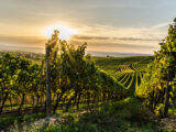 Weinberg in Rheinhessen bei Horrweiler