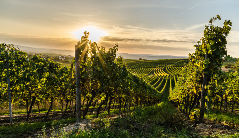 Weinberg in Rheinhessen bei Horrweiler